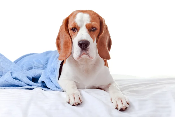 Beagle under the blue blanket , isolated on white — Stock Photo, Image