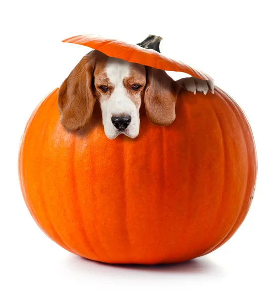 Kabak üzerine beyaz izole, Beagle — Stok fotoğraf