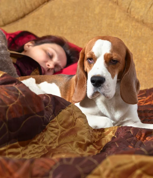 Pies śpi na łóżku z kochanką — Zdjęcie stockowe