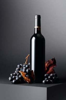 Bir şişe kırmızı şarap ve koyu arkaplanda kurumuş asma yapraklı mavi üzüm. Boşluğu kopyala.