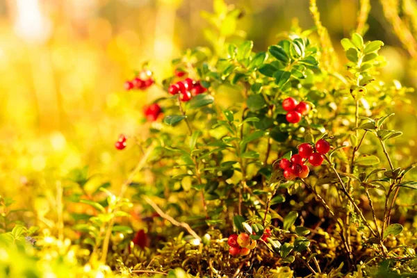 Red cowberry in the forest in summer sunny day. The main source of vitamins in the winter. Growing in Northern Europe, America, and Russia. Selective focus.