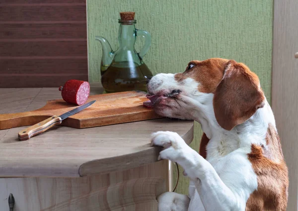 Beagle Keittiössä Nälkäinen Koira Varastaa Makkaraa Pöydästä — kuvapankkivalokuva