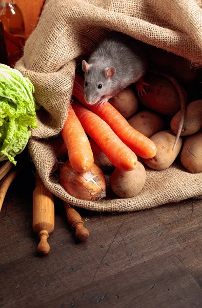 Rat on a old wooden table with vegetables and kitchen utensils. Copy space.