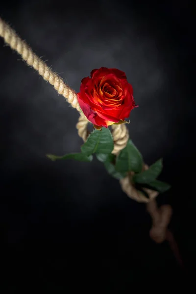 Červená Růže Svázána Hrubým Provazem Koncept Otroctví Nebo Rukojmí Omezení — Stock fotografie