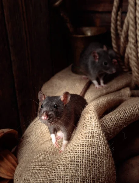 Twee Ratten Een Oude Schuur Met Aardappelen — Stockfoto