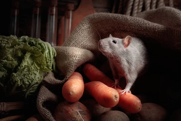 野菜と納屋のかわいいネズミ — ストック写真