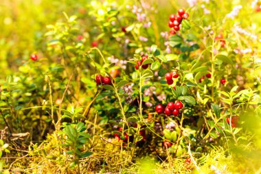 Yazın güneşli bir günde ormanda kırmızı inek üzümü. Kışın vitaminlerin ana kaynağı. Kuzey Avrupa, Amerika ve Rusya 'da yetişiyor. Seçici odak.