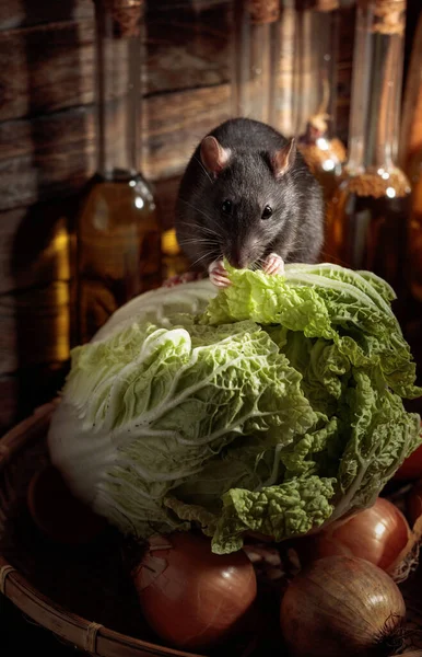 野菜サラダを食べると小屋で面白いネズミ — ストック写真