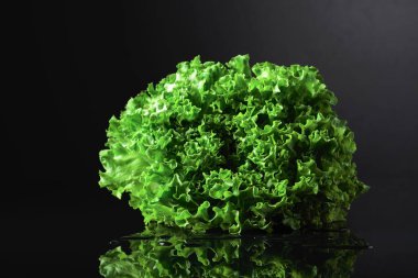 Siyah yansıtıcı arka planda taze ıslak marul salatası..