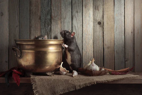 Szczury Stole Starymi Naczyniami Kuchennymi Drewnianej Szopie Przestrzeń Kopiowania — Zdjęcie stockowe