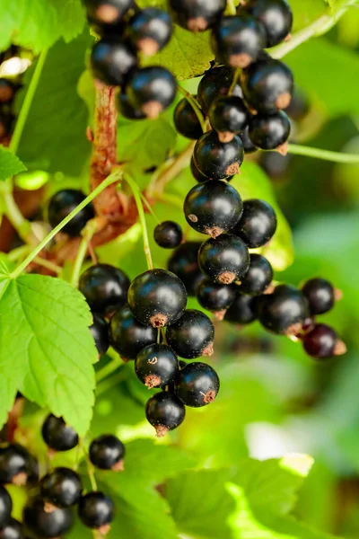 Ribes Nero Ramo Del Giardino Bacche Succose Deliziose Con Alto — Foto Stock