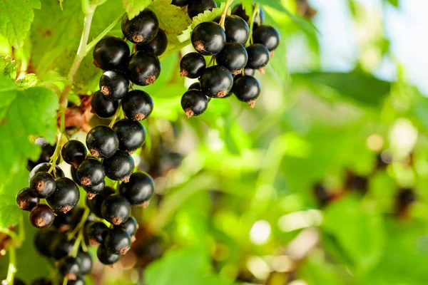 Ribes Nero Ramo Del Giardino Bacche Succose Deliziose Con Alto — Foto Stock