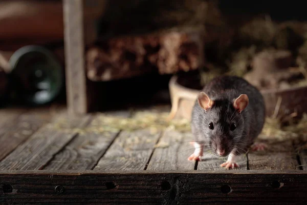 Cute Rat Old Wooden Barn Hay — Stock Photo, Image