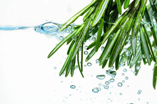 Fresh Rosemary Bunch Water Bubbles — Stock Photo, Image