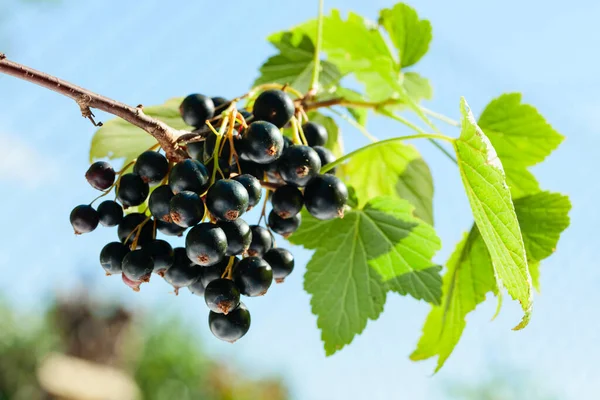 Ripe Black Currant Berries Ready Picked Juicy Berries Branch Garden — Stock Photo, Image