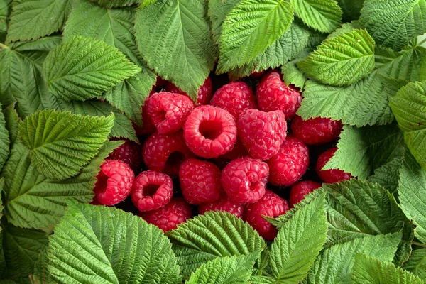 Maturare Succosi Lamponi Rossi Con Foglie Verdi — Foto Stock