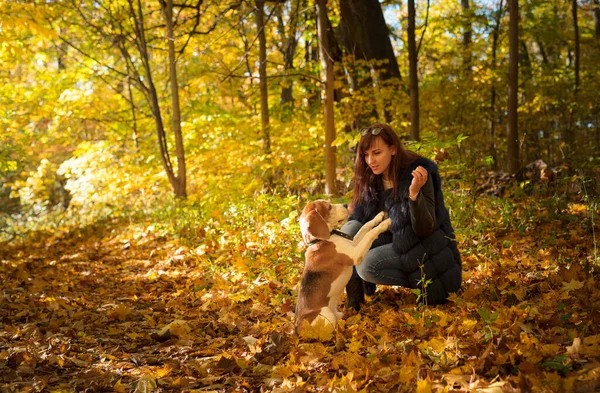 Jonge Vrouw Die Met Een Beagle Loopt Herfst Zonnige Dag — Stockfoto