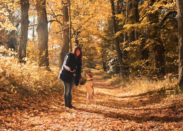 Egy Fiatal Sétál Egy Beagle Lel Őszi Napsütéses Nap Parkban — Stock Fotó