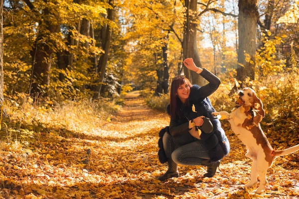 Ung Kvinna Som Går Med Beagle Hösten Solig Dag Parken — Stockfoto