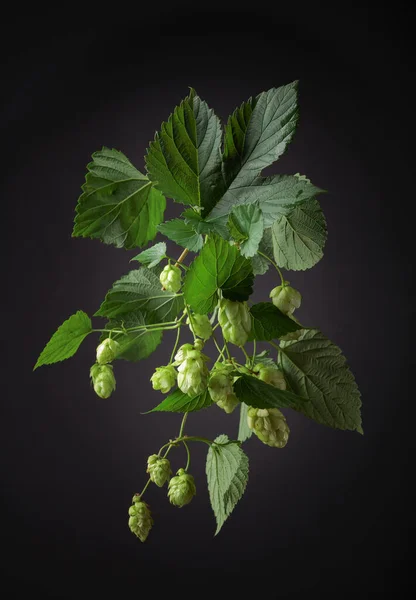 Blossoming hop with leaves on a black background.