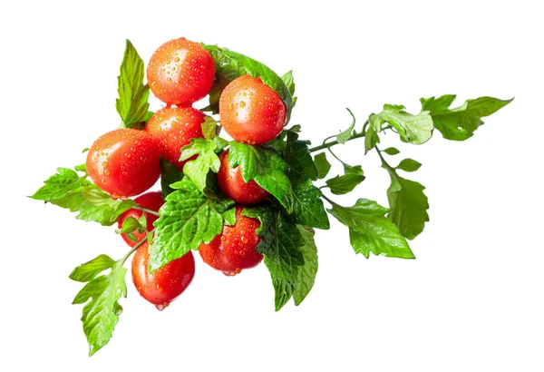 Tomates Cherry Frescos Con Hojas Aisladas Sobre Fondo Blanco — Foto de Stock