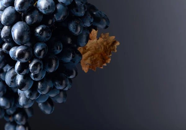 Dark Blue Grapes Black Background Copy Space — Stock Photo, Image