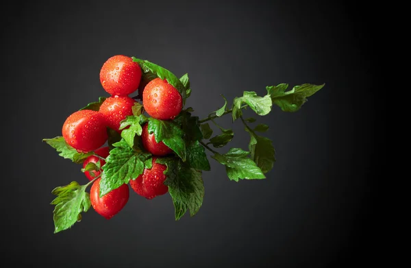 Čerstvé Cherry Rajčata Listy Černém Pozadí — Stock fotografie