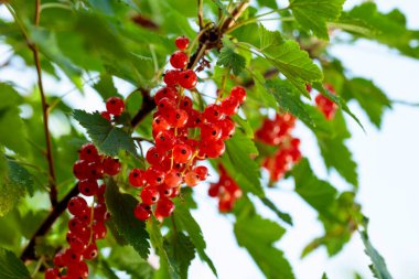Olgun frenk üzümü toplanmaya hazır. Bahçedeki bir dalda meyve suyu..