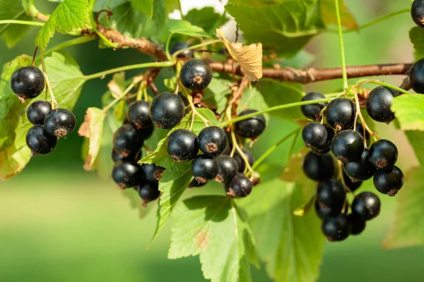 Bacche Ribes Nero Mature Sono Pronte Esser Raccolte Bacche Succose — Foto Stock