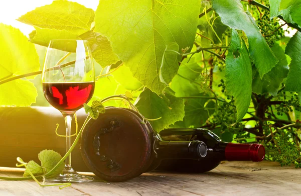 Red wine — Stock Photo, Image