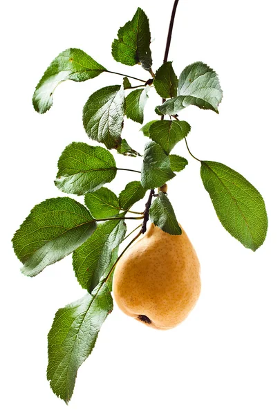 Pear on a branch — Stock Photo, Image