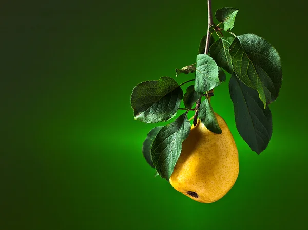 Pear on a branch — Stock Photo, Image