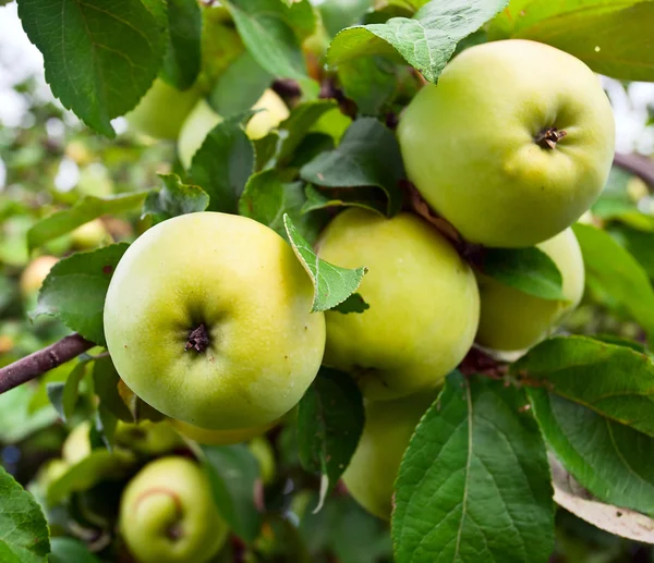 Pommes sur un arbre dans le verger — Photo