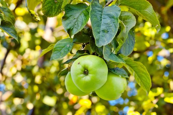 Green apples — Stock Photo, Image