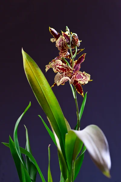 Orchidée avec feuilles — Photo