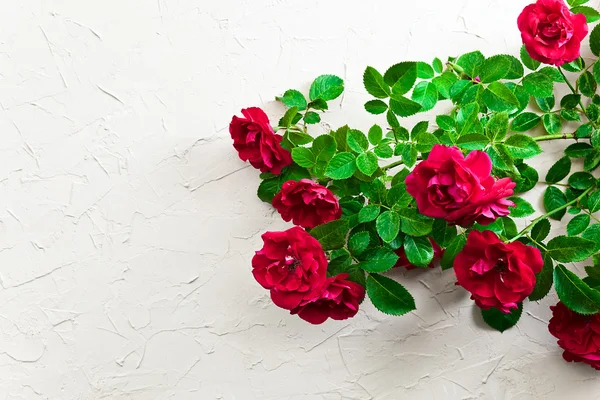 Red roses — Stock Photo, Image