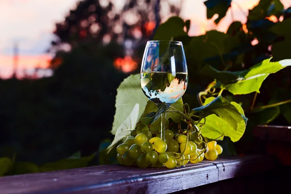 Vinho branco na vinha — Fotografia de Stock