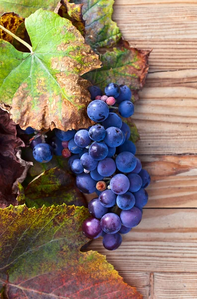 Синий виноград — стоковое фото