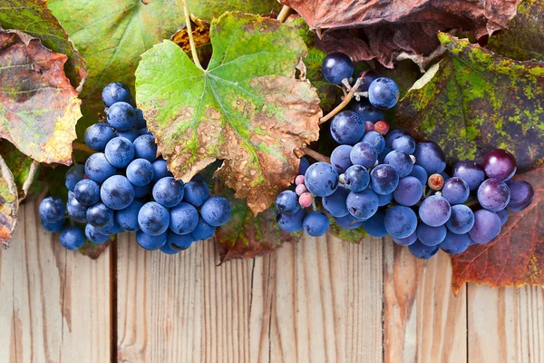 Blue grape — Stock Photo, Image