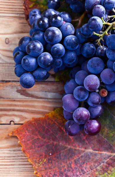 Blue grape — Stock Photo, Image