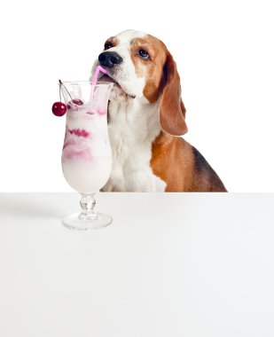 Beagle içki kokteyli, üzerinde beyaz izole