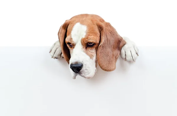 Beagle em fundo branco — Fotografia de Stock