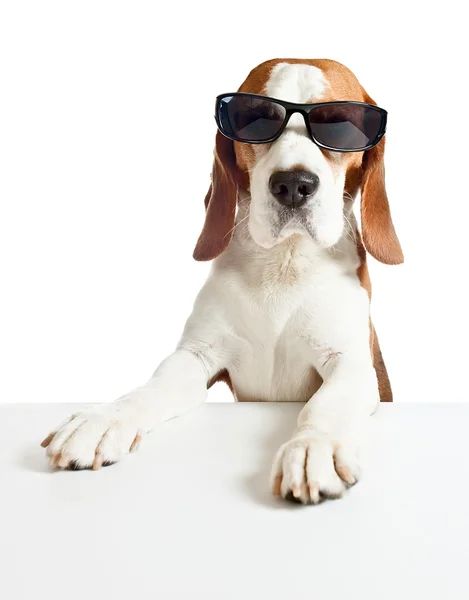 Güneş gözlüğü, üzerinde beyaz izole Beagle — Stok fotoğraf
