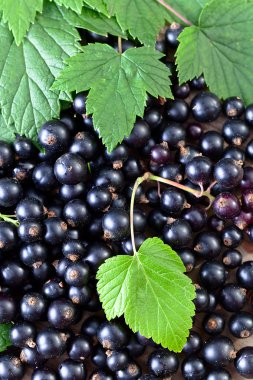 Siyah frenk üzümü