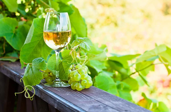 在葡萄园里的白葡萄酒 — 图库照片