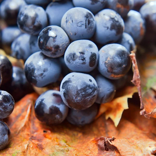 Grapes for wine manufacture — Stock Photo, Image