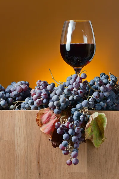 Cultivo de uvas destinadas a la fabricación de vino —  Fotos de Stock