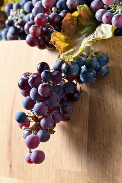 Traubenernte für die Weinherstellung — Stockfoto