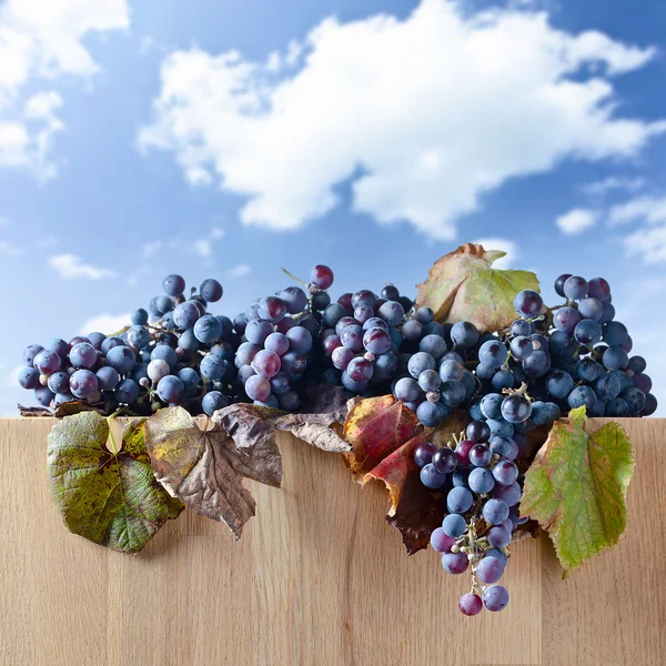 Teelt van druiven voor wijn vervaardiging — Stockfoto