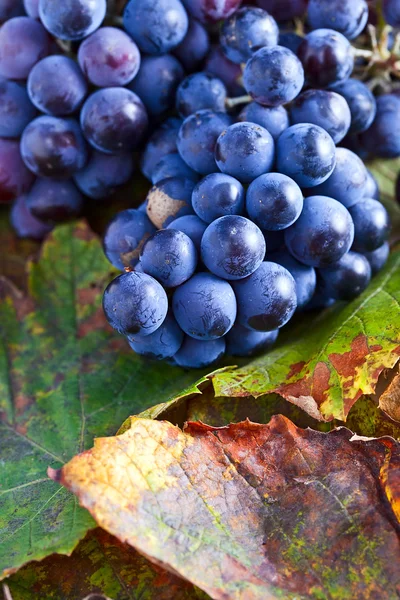 Blue grape — Stock Photo, Image